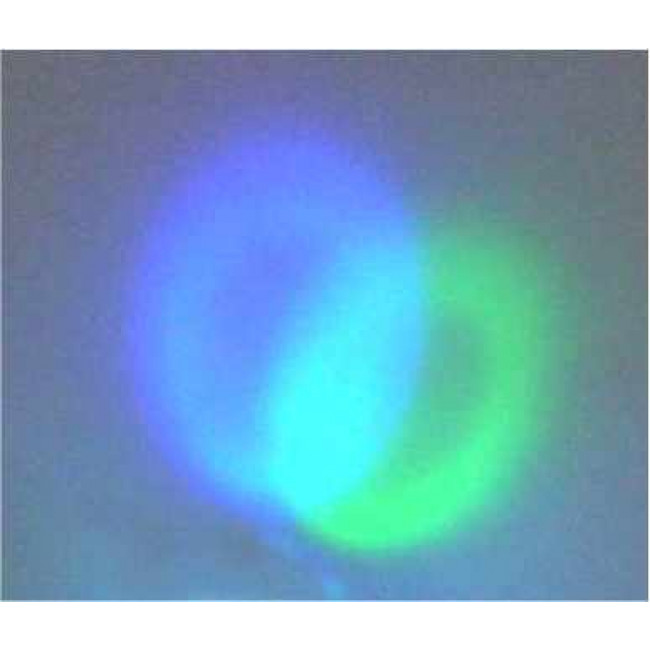 LED 5mm RGB ΤΡΙΧΡΩΜΟ